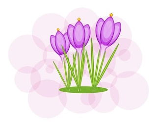 Tulpen