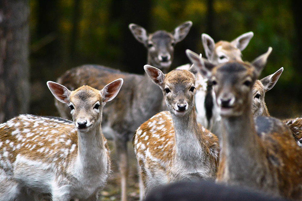 Tierpark Sommerhausen